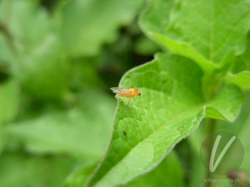 Grosse Essigfliege: Übersicht